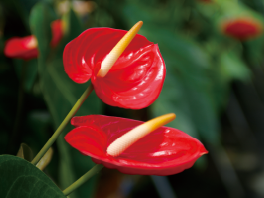 anthurium